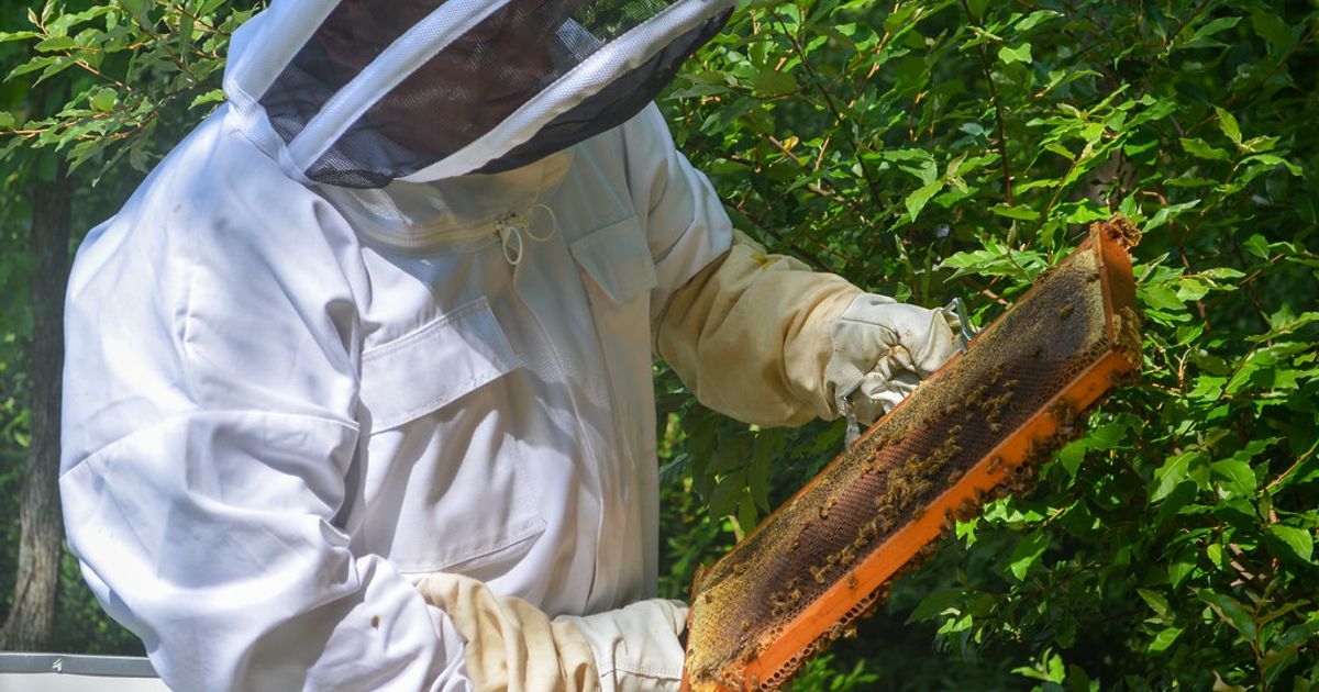 Beekeepers Lost 40% of Their Colonies Last Year. That Counts as an Improvement.