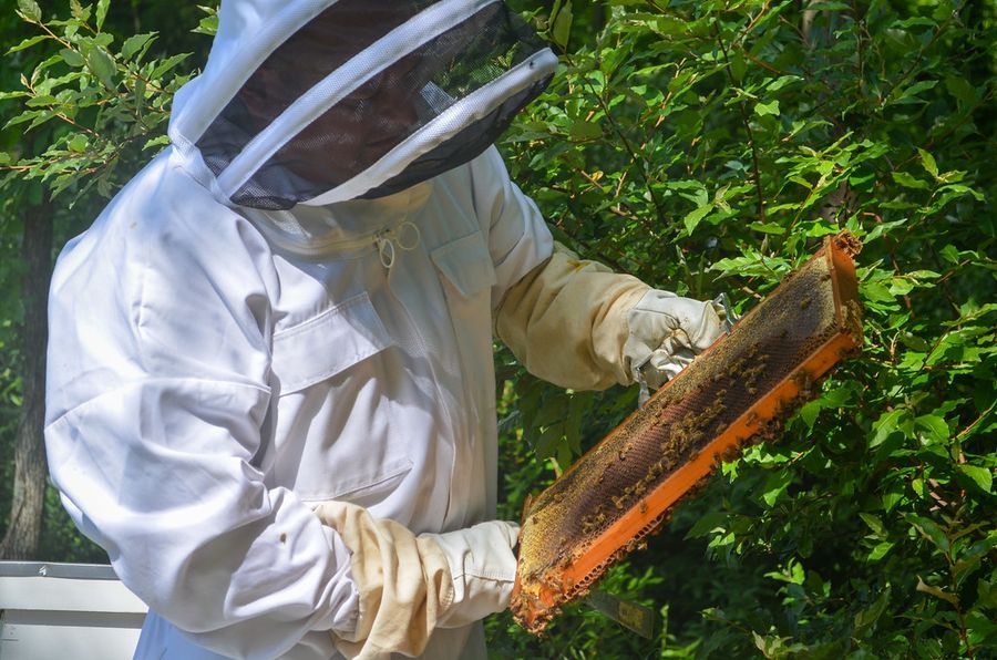 US Beekeepers Lost 39.9% of Colonies This Year, Down From Two Straight Years Above 55%
