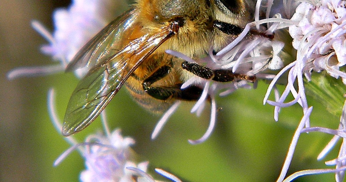 Low Doses of a Common Pesticide Leave Bumblebees Alive but Reproductively Damaged