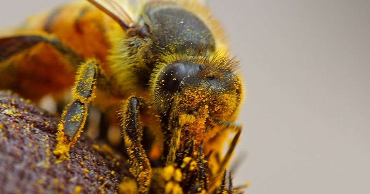 U.S. Beekeepers Lost 55.6% of Their Colonies This Year, the Worst on Record